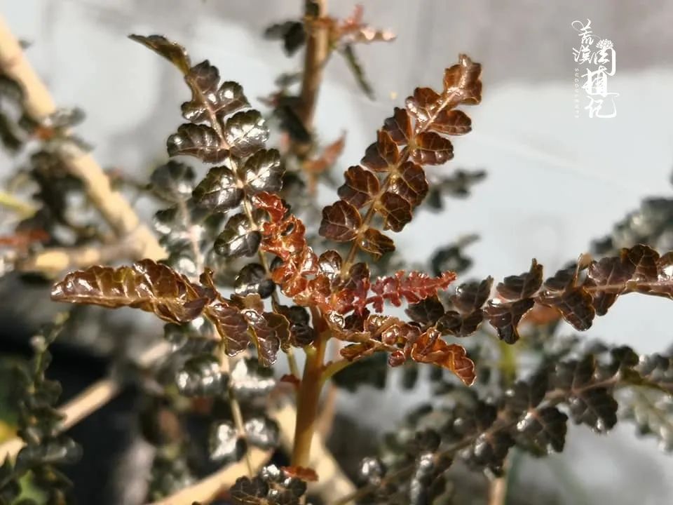 Boswellia nana 娜娜乳香