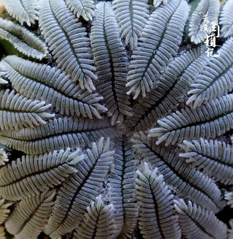 仙人球精巧殿介绍Turbinicarpus pseudopectinatus - 23h8 爱生活吧!