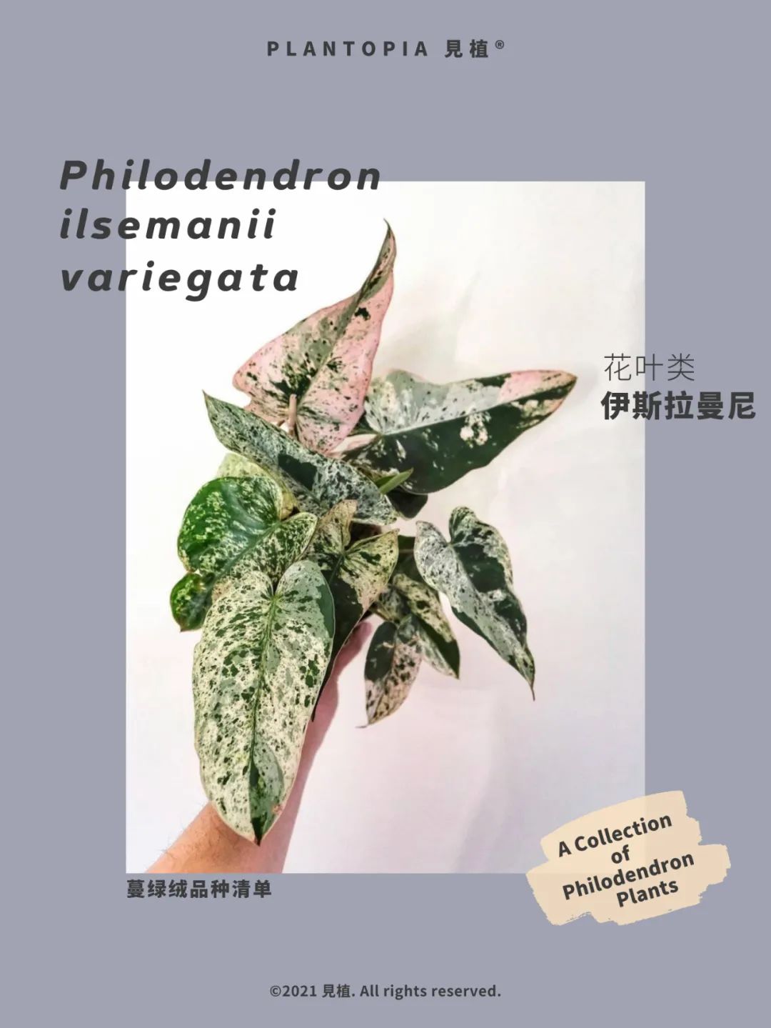 蔓绿绒品种清单philodendron Collection Lohas乐活族