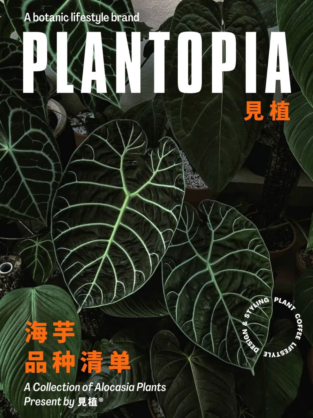 Alocasia Collection