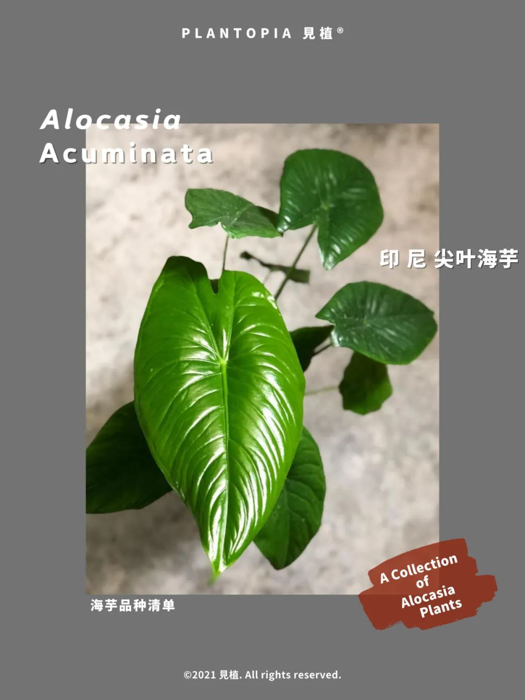 Alocasia Collection