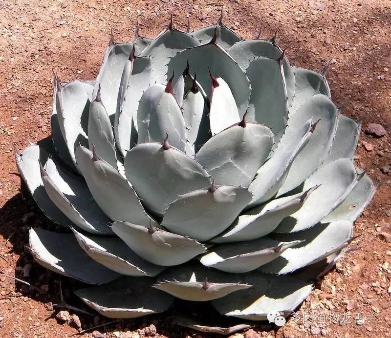 Agave parryi var. truncata 圆叶虚空藏- lohas乐活族