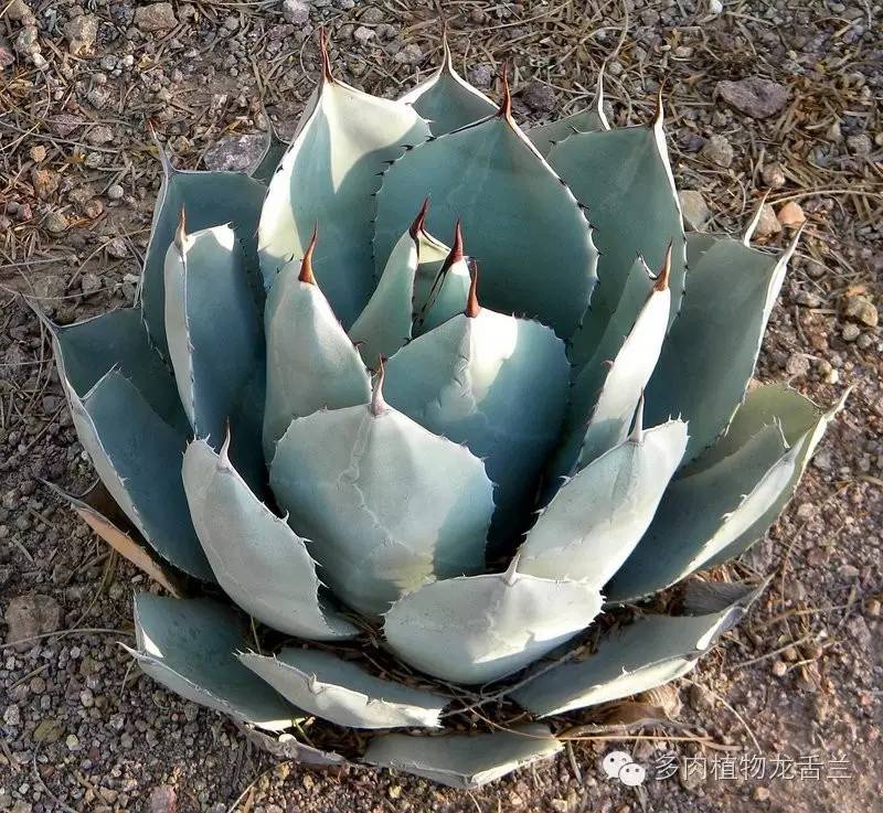 Agave parryi var. truncata 圆叶虚空藏- lohas乐活族