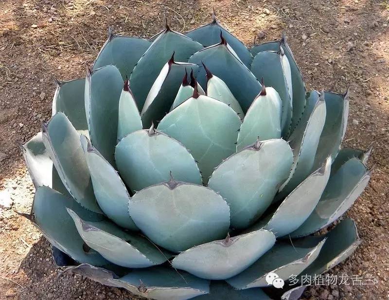 Agave parryi var. truncata 圆叶虚空藏- lohas乐活族