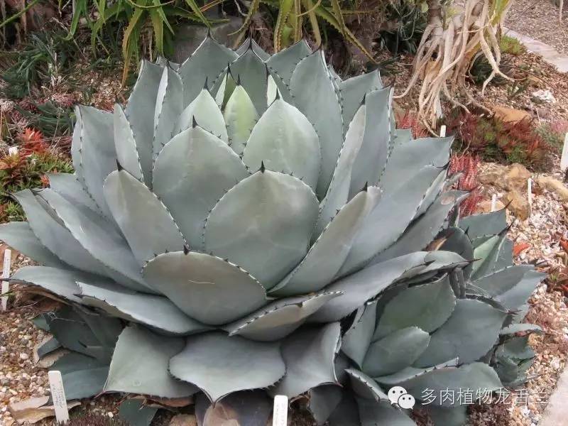 Agave parryi var. truncata 圆叶虚空藏- lohas乐活族