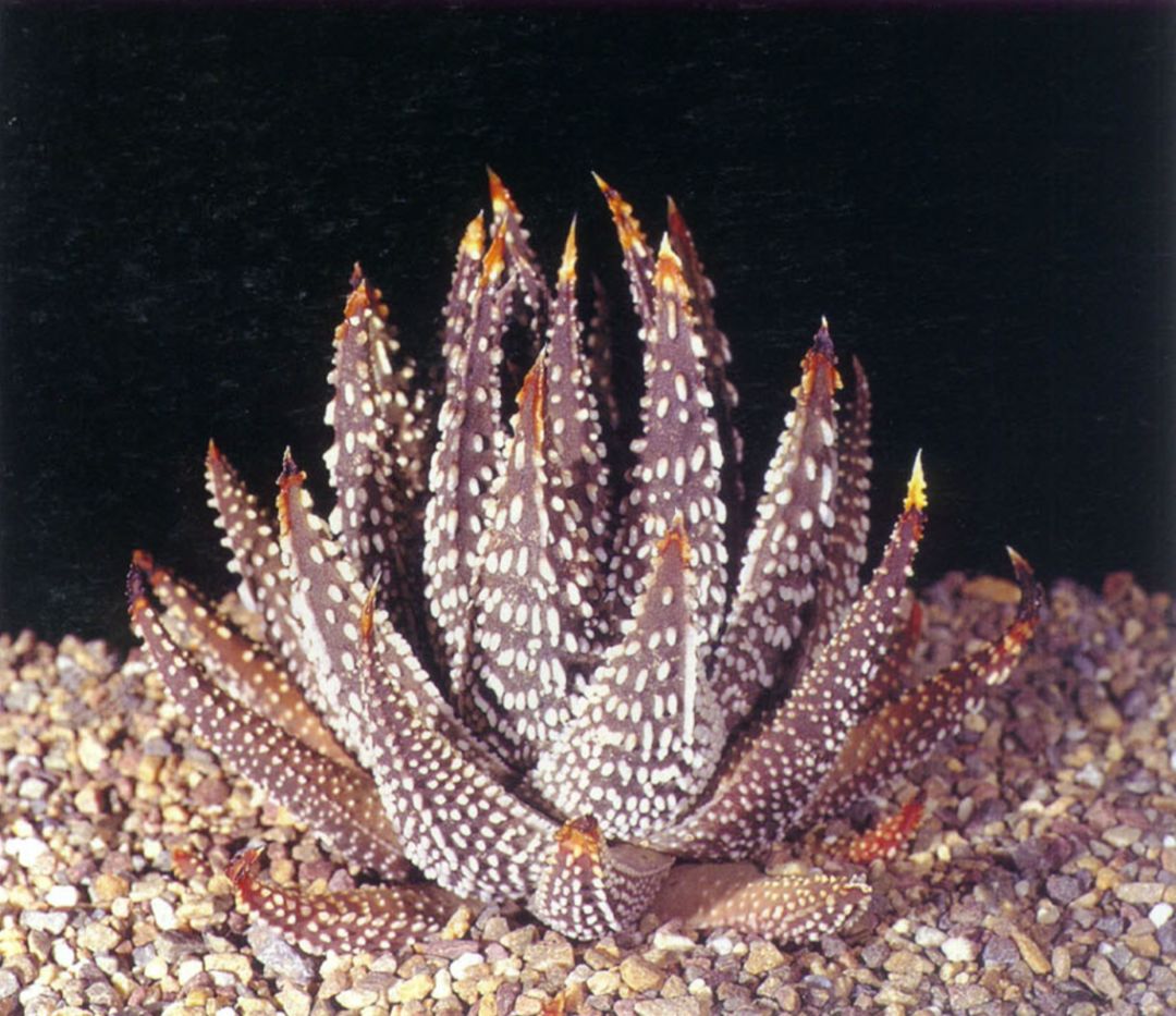 640-195