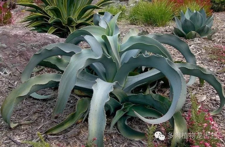 Agave gypsophila 波叶龙 - 23h8 爱生活吧!