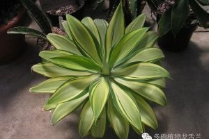 盘点10种常见的龙舌兰,你,准备好入坑了吗? - 23h8 爱生活吧!