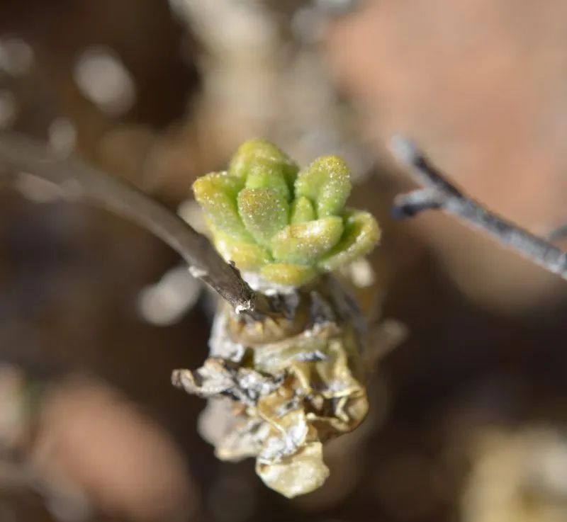 盆盆图鉴|Tylecodon racemosus 球花奇峰锦