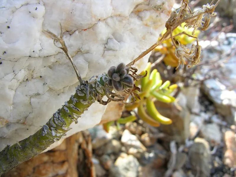 盆盆图鉴|Tylecodon racemosus 球花奇峰锦