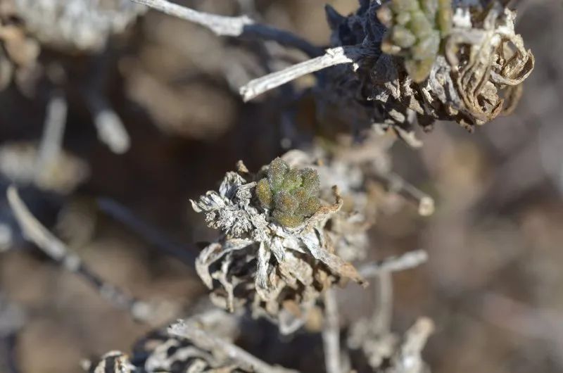 盆盆图鉴|Tylecodon racemosus 球花奇峰锦