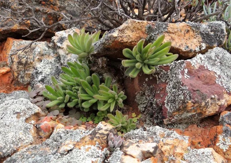 盆盆图鉴|Tylecodon racemosus 球花奇峰锦