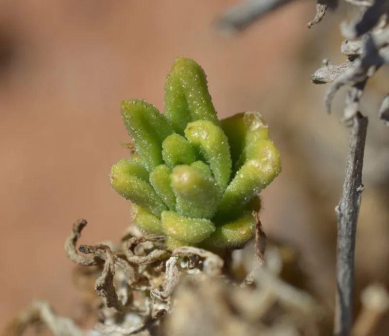 盆盆图鉴|Tylecodon racemosus 球花奇峰锦