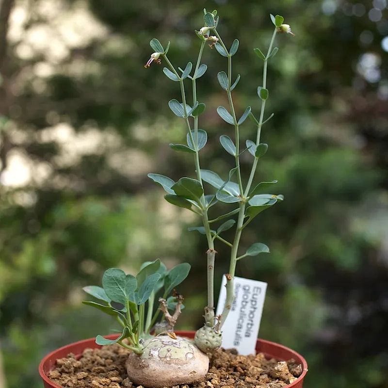 Euphorbia globulicaulis 羊玉大戟