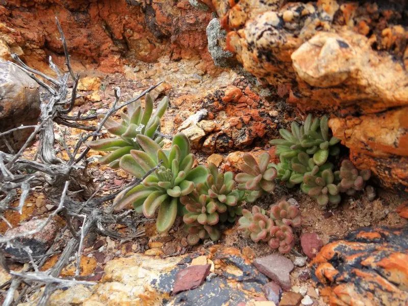 盆盆图鉴|Tylecodon racemosus 球花奇峰锦