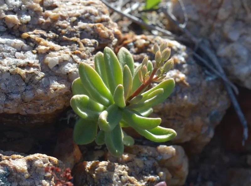 盆盆图鉴|Tylecodon racemosus 球花奇峰锦