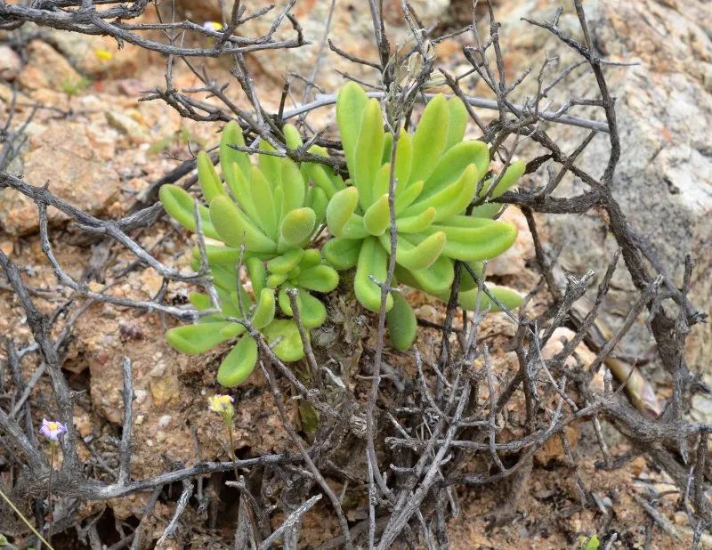 盆盆图鉴|Tylecodon racemosus 球花奇峰锦