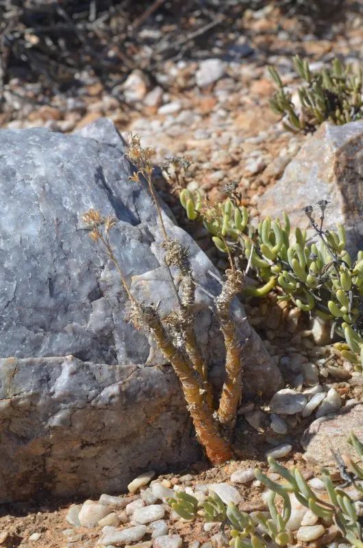 盆盆图鉴|Tylecodon racemosus 球花奇峰锦