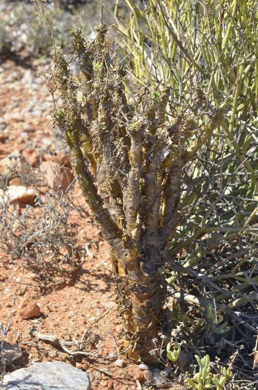 盆盆图鉴|Tylecodon racemosus 球花奇峰锦