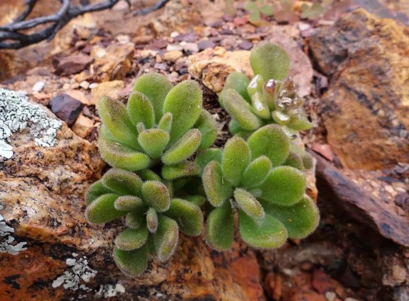 盆盆图鉴|Tylecodon racemosus 球花奇峰锦