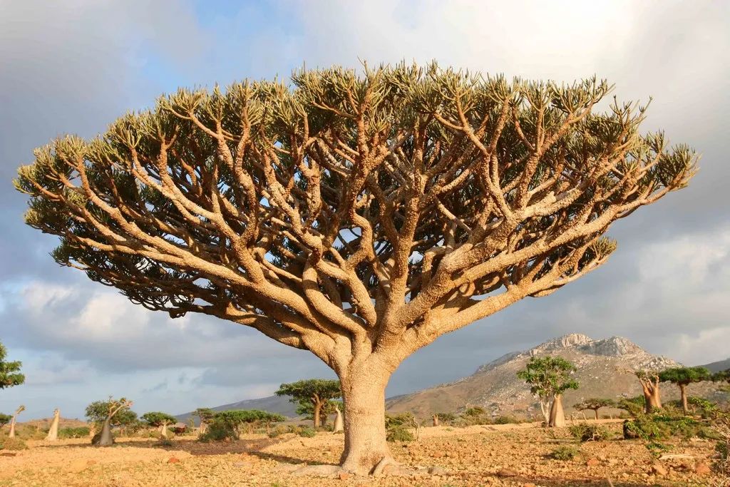 Euphorbia arbuscula