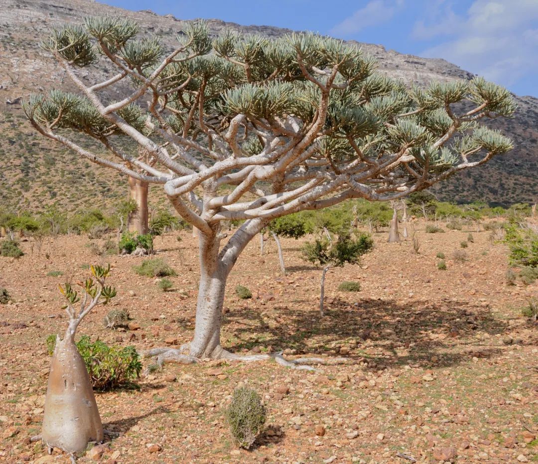 Euphorbia arbuscula