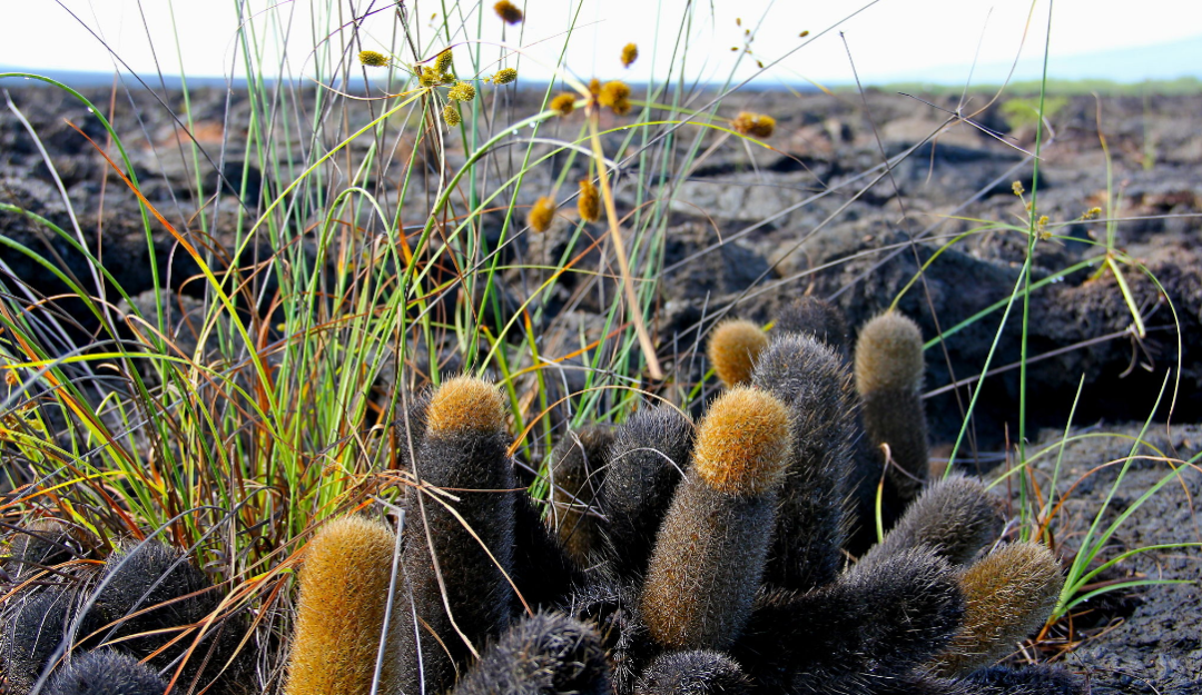 Brachycereus nesioticus