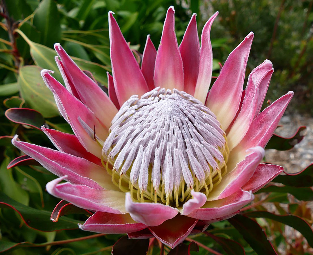 1104px-King_Protea_Protea_cynaroides_flower_30353071576