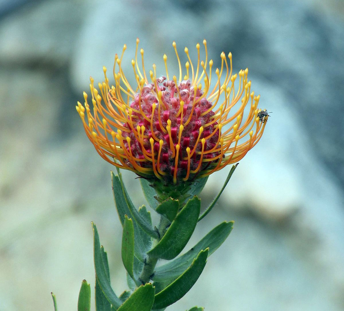 1200px-Leucospermum_vestitum_Tony_Rebelo_1