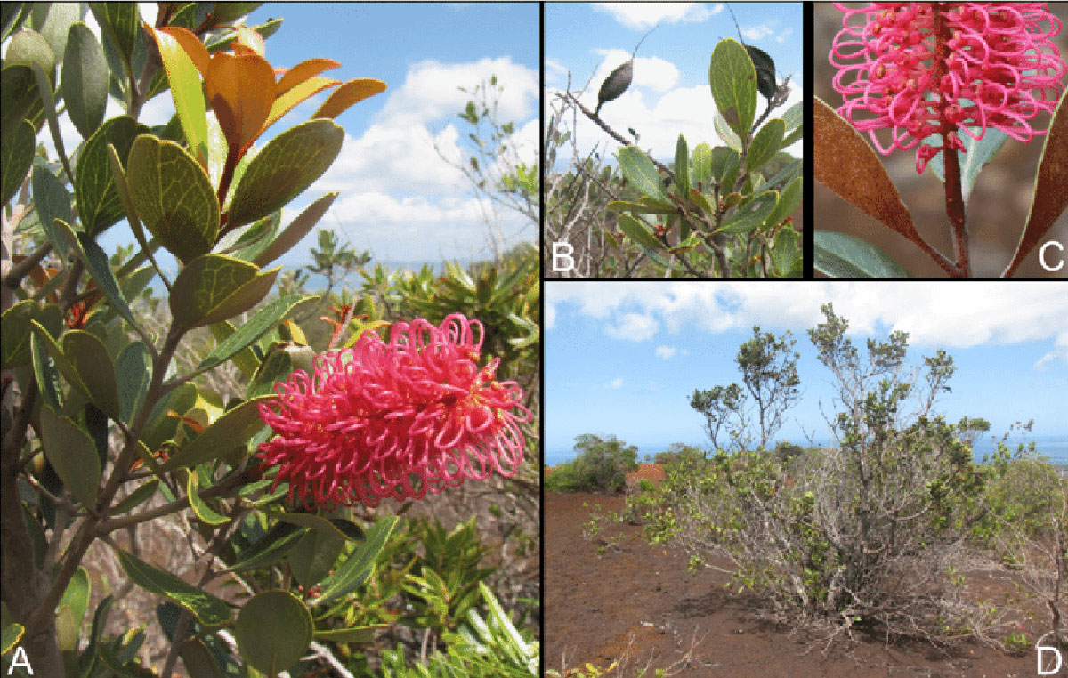 Grevillea-nepwiensis-A-Inflorescence-and-young-vegetative-shoot-B-Fruits-C