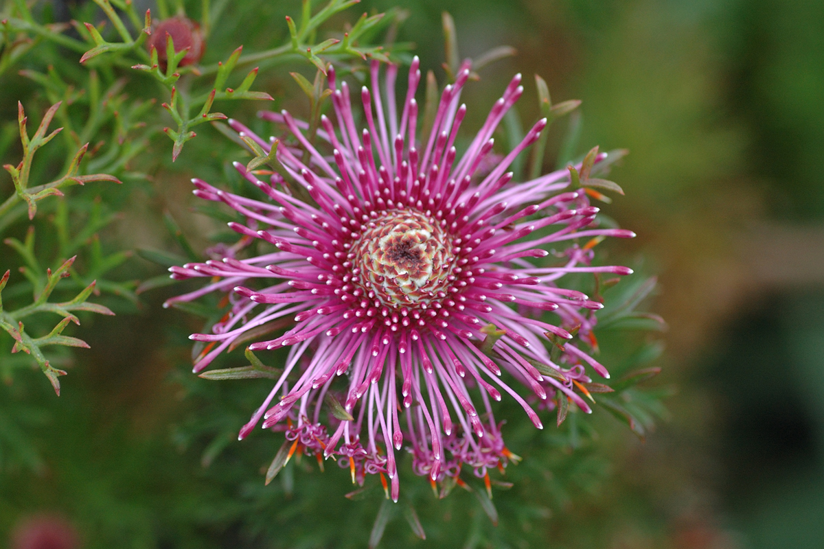 Isopogon_formosus_2