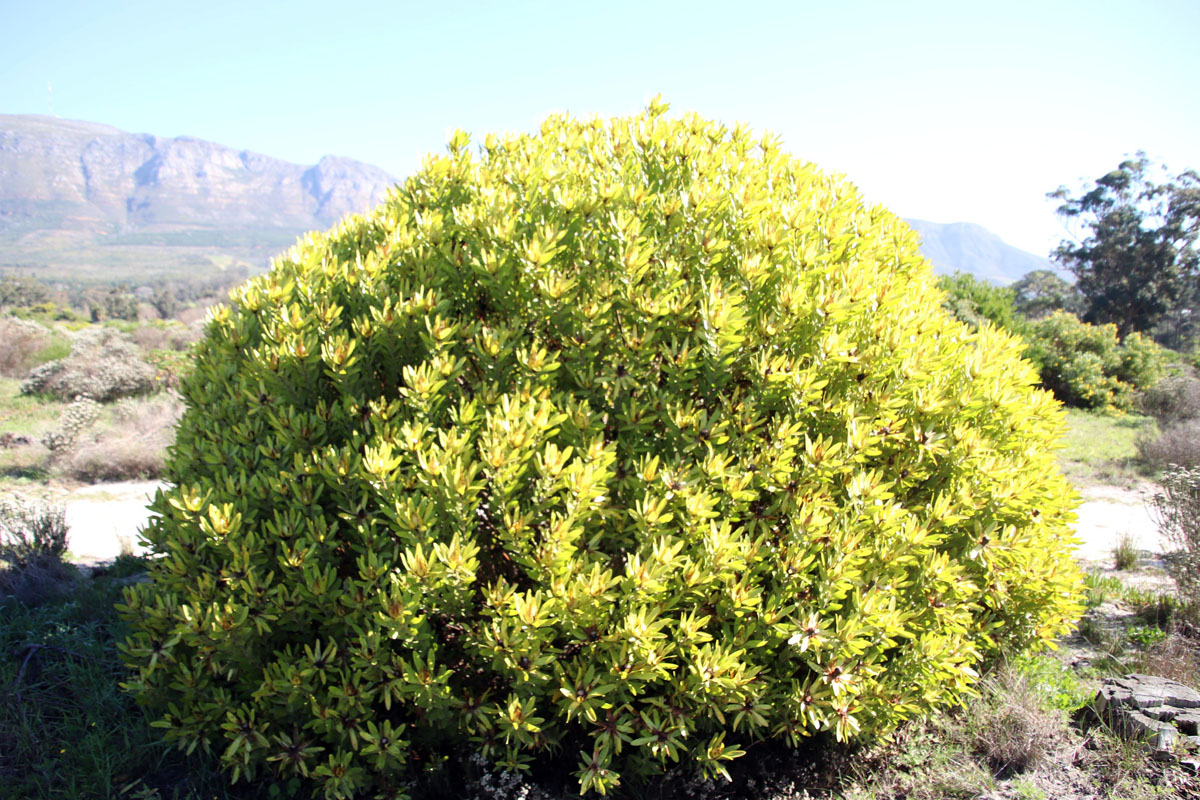 Leucadendron_laureolum_48391264