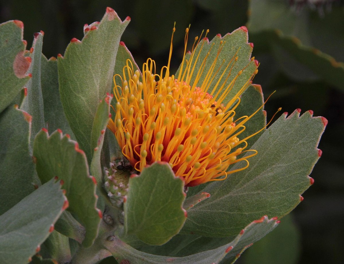 Leucospermum_mundii_Tony_Rebelo_1