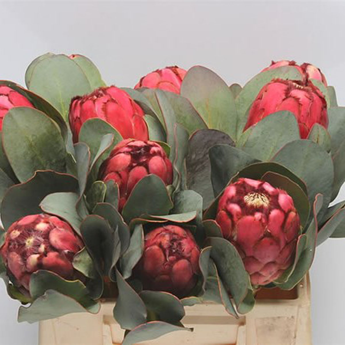 Protea-Grandiceps-40cm