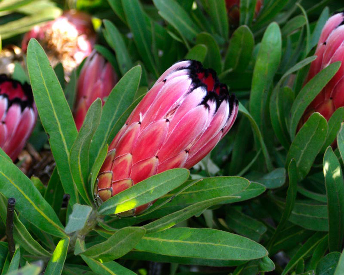 Protea-Neriifolia