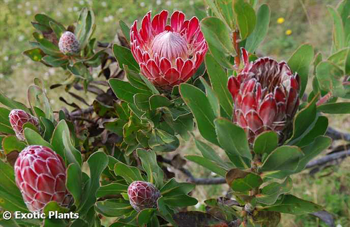 Protea_compacta2_large