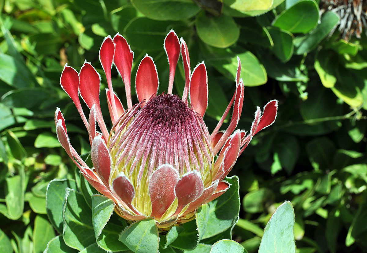 Protea_eximia_flower