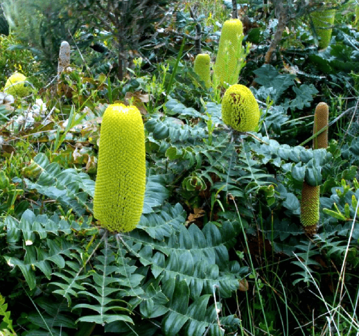 banksia-grandis-500