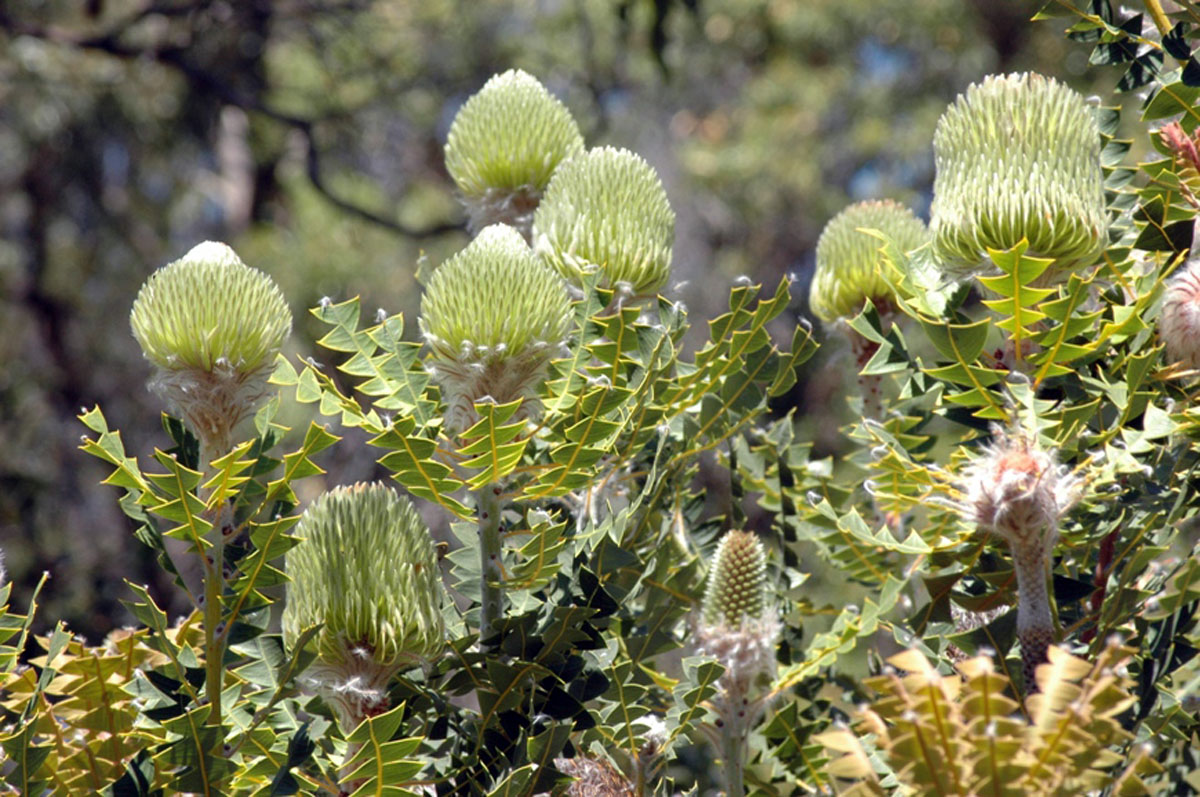 banksia_baxteri_bush_d_blumer