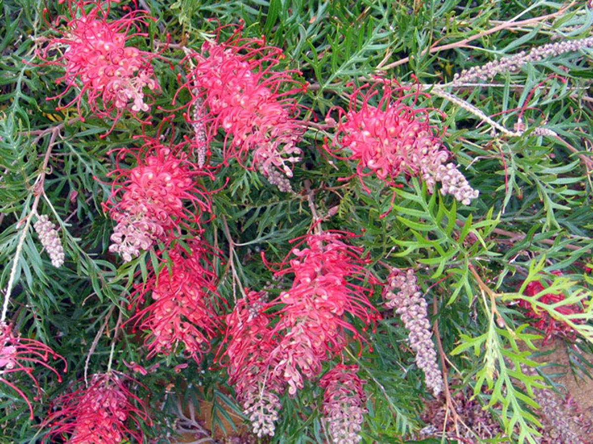 grevillea-robyn-gordon