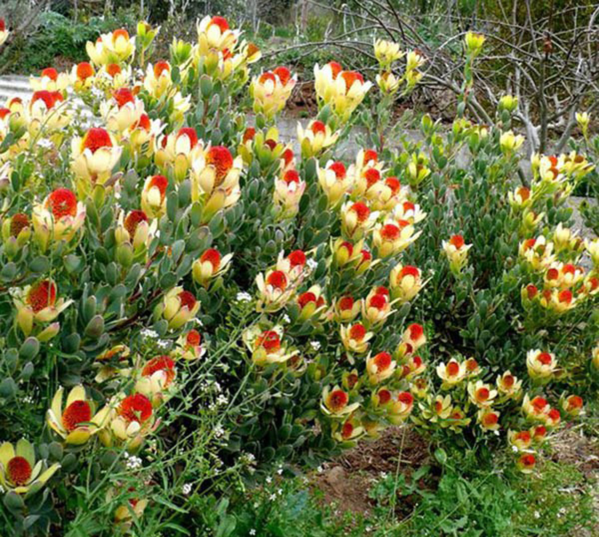 leucadendron_discolor_3