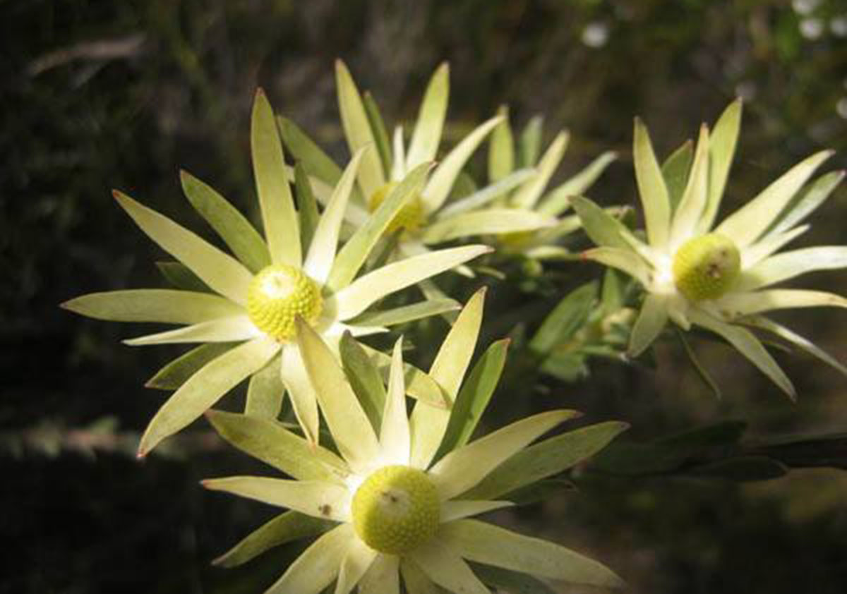 leucadendron_uliginosum_ssp_uliginosum