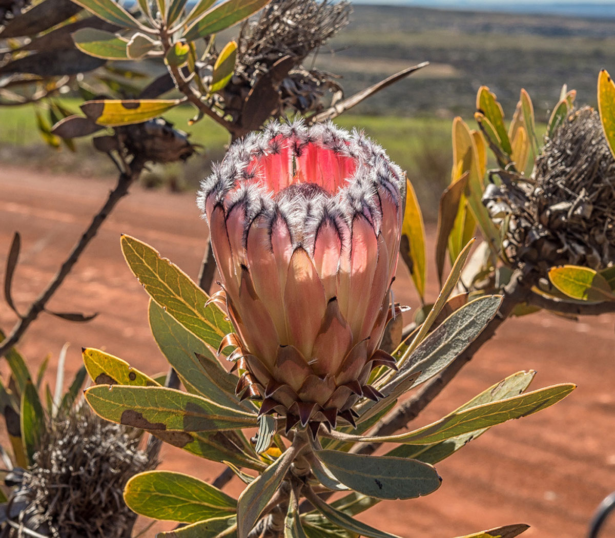 protea-laurifolia__03154