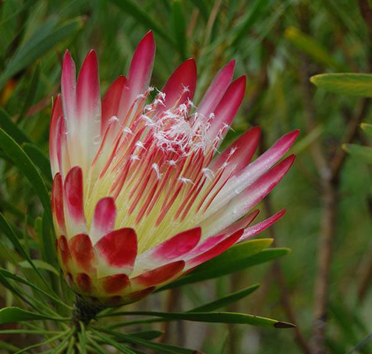 protea-repens