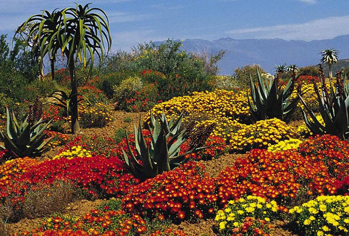 the_cape_floral_region
