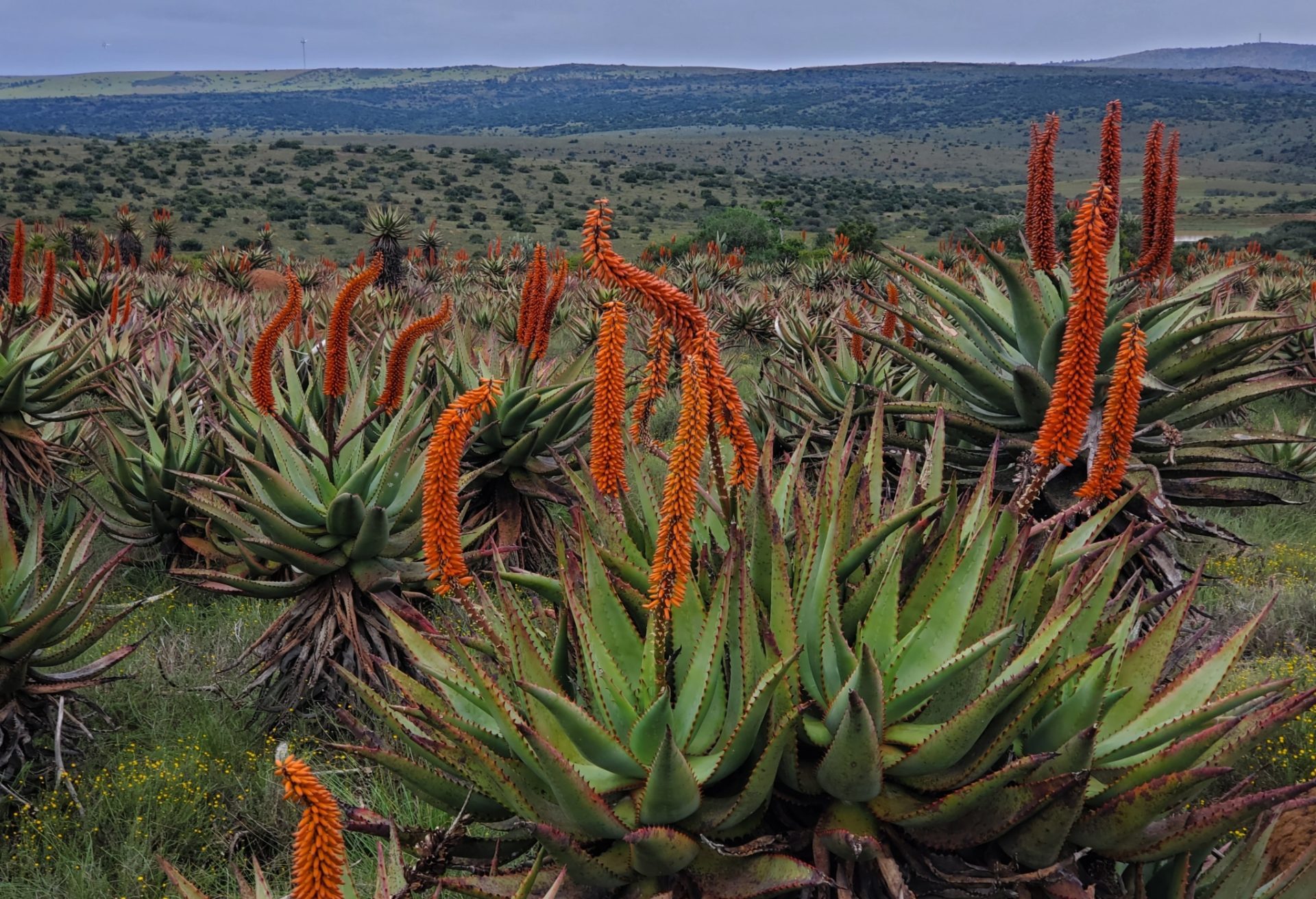 搜一下你感兴趣的植物试试