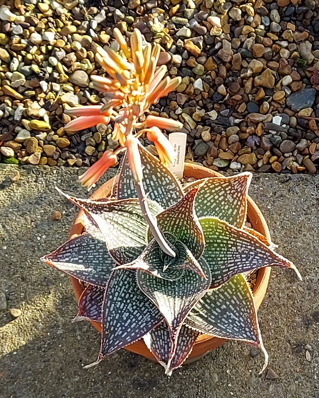 Aloe imalotensis var. longeracemosa- 23h8