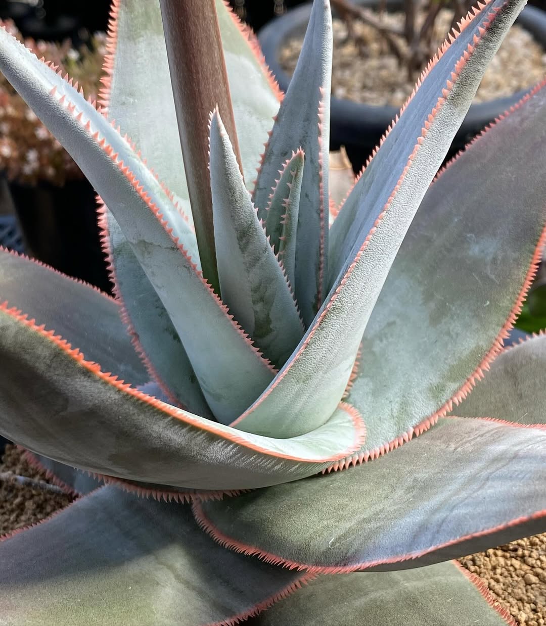 Aloe laeta - 23h8