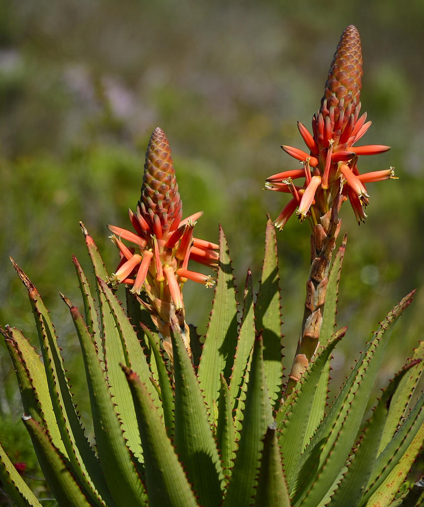 Aloe lineata var. lineata红线芦荟，条纹芦荟典型变种 - 23h8 爱生活吧！