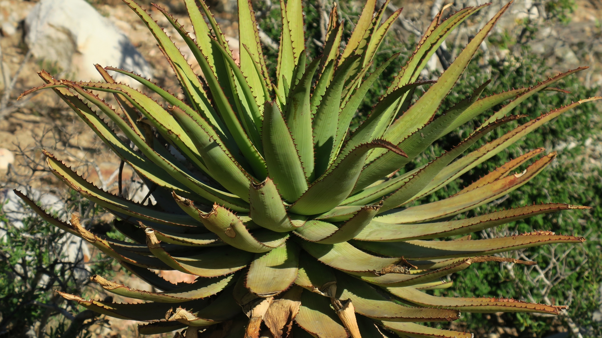 Aloe lineata var. lineata红线芦荟，条纹芦荟典型变种 - 23h8 爱生活吧！